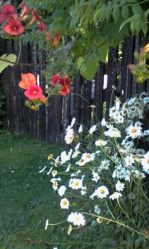 IMG_20160721_185329 (2) 2 2